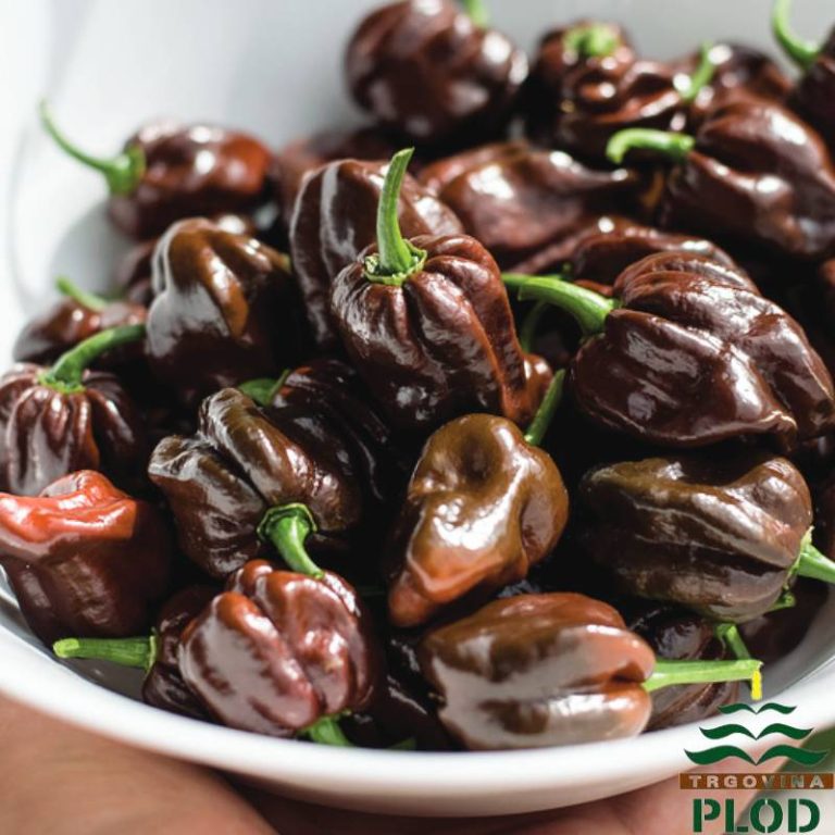 Chili HABANERO CHOCOLATE Trgovina Plod