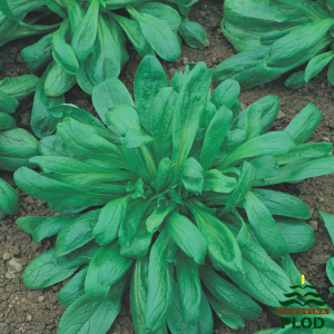 MATOVILAC ljubljanski